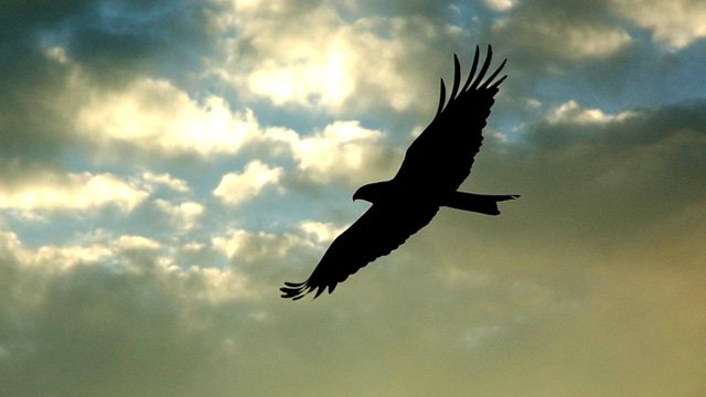 An eagle soars in flight