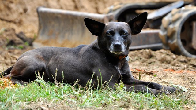 Korey Constable's dog River rests