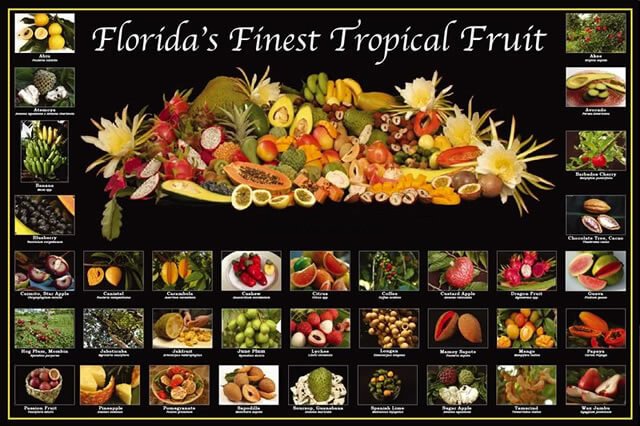 Poster of Florida's finest tropical fruit
