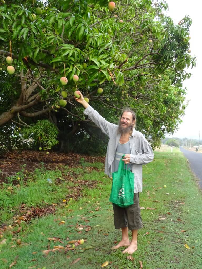 Coquism - Mango Wodzak picking fruit from trees - Fruit-Powered