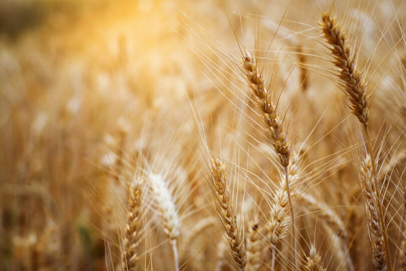Coquism - wheat barley - Fruit-Powered