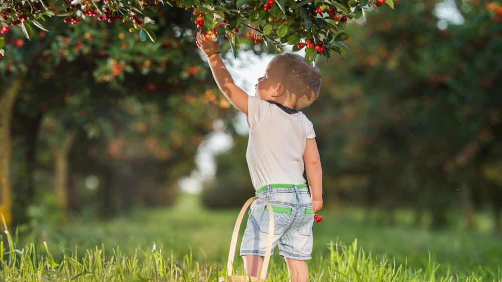 Are Humans Really Omnivores? Mango Wodzak FruitPowered