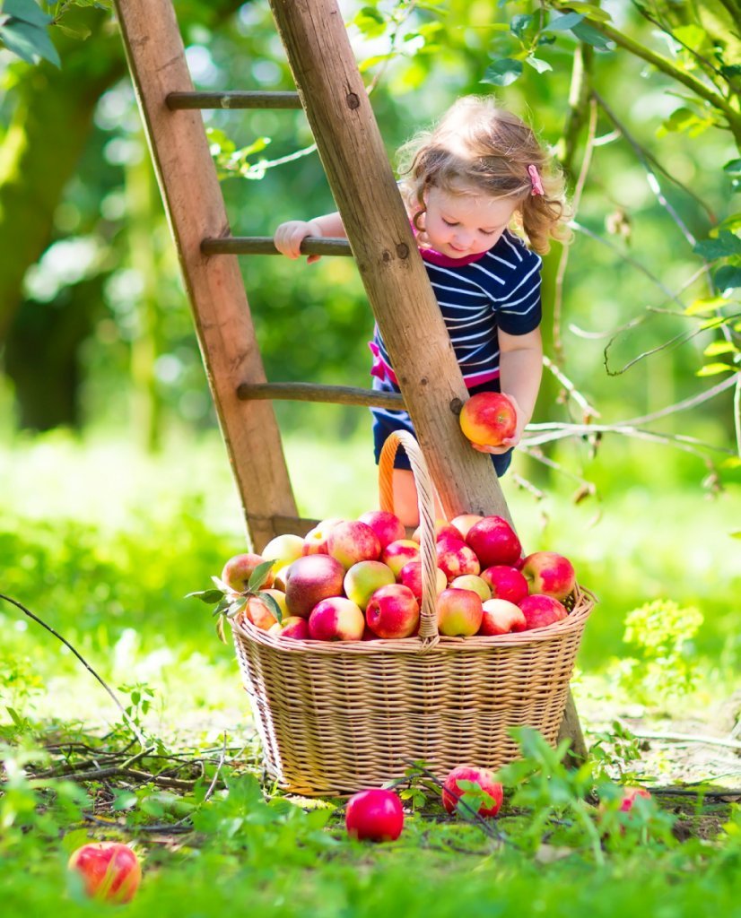 Two categories of nutrients - girl picking apples - Fruit-Powered