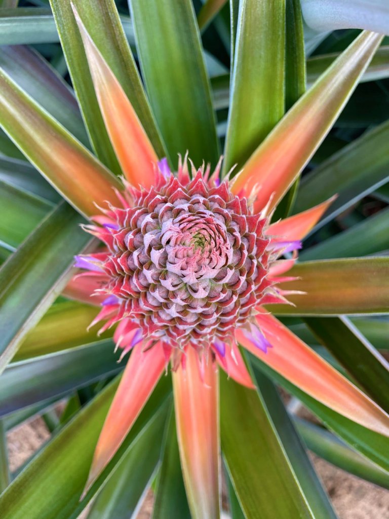 Beauty of fruit - Anne Osborne - Fruit-Powered