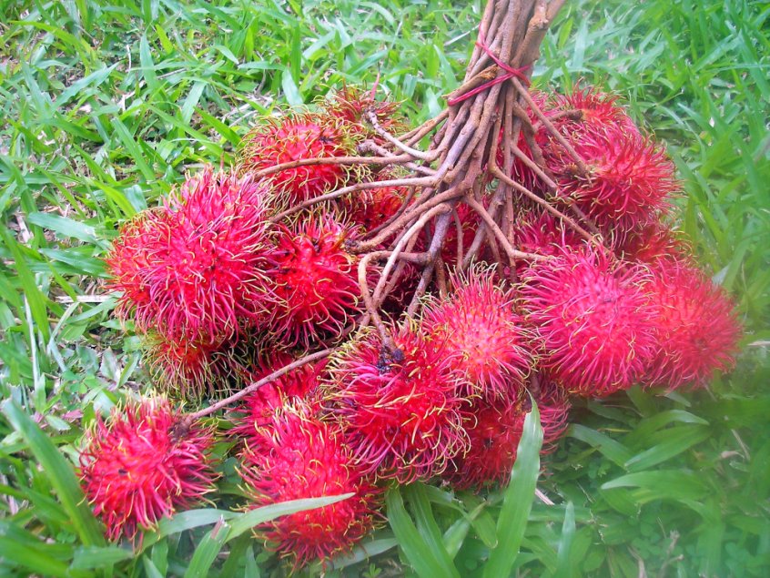 Rambutan - Fruit-Powered